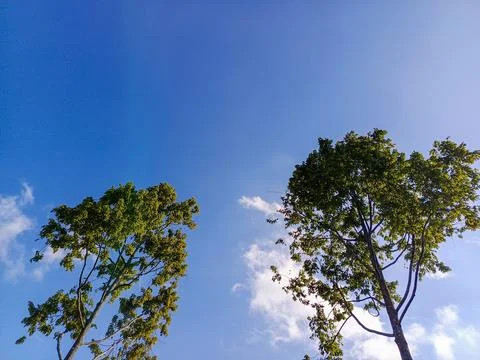 Tall trees Foto stock