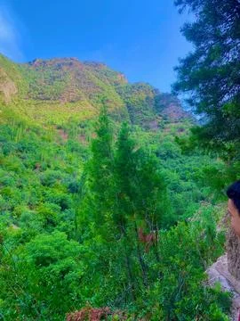 The tall trees Stock Photos