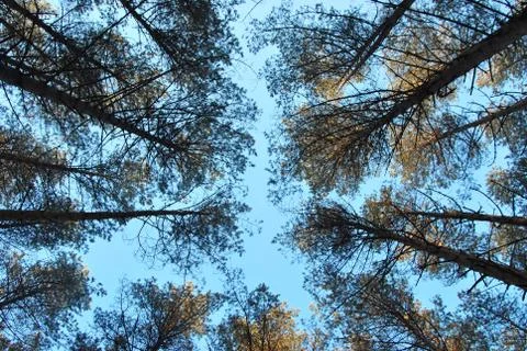 The tall trees in the pine forest against the blue sky Stock Photos