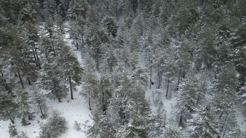 Tall trees of pine forest with branches covered in white snow, wild Stock Footage 233338622