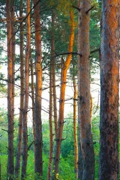 The tall trees of the pine trees growing in the old forest. Stock-Fotos