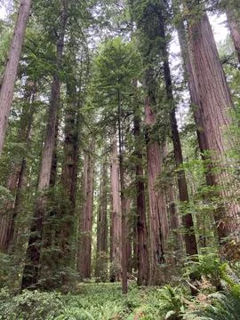 Tall Trees in a Rainforest Stock Photos