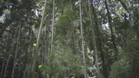 Tall trees in rainforest slide by 25fps SLOG2 4k 動画素材 88064455