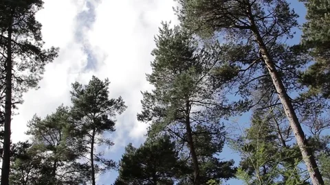 Tall Trees reach up into a blue cloudy sky, waving in the wind Video stock 79714012