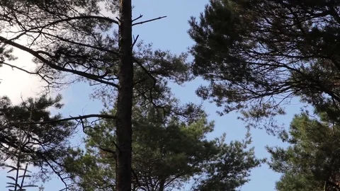 Tall Trees reach up into a blue cloudy sky, waving in the wind Stock-Footage 79714040