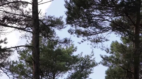 Tall Trees reach up into a blue cloudy sky, waving in the wind Stock-Footage 79714043