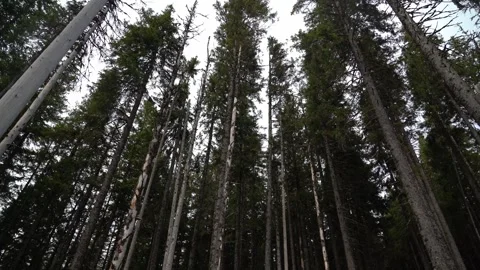 Tall trees reach up to the sky in a forest during daytime. Gorgany Range 스톡 동영상 330120744
