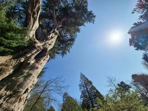 Tall trees reaching to bright sky in forest landscape Fotos de archivo