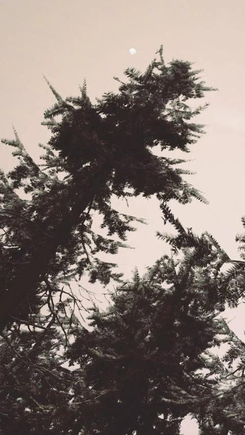 Tall trees reaching towards the bright round moon in the sky above Stock Footage 330273336