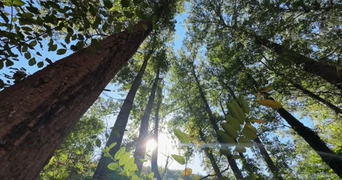 Tall trees reaching towards the sky on a sunny day 스톡 동영상 323394706