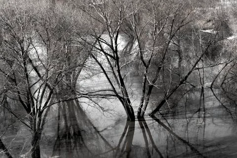 Tall trees reflected in water Foto stock
