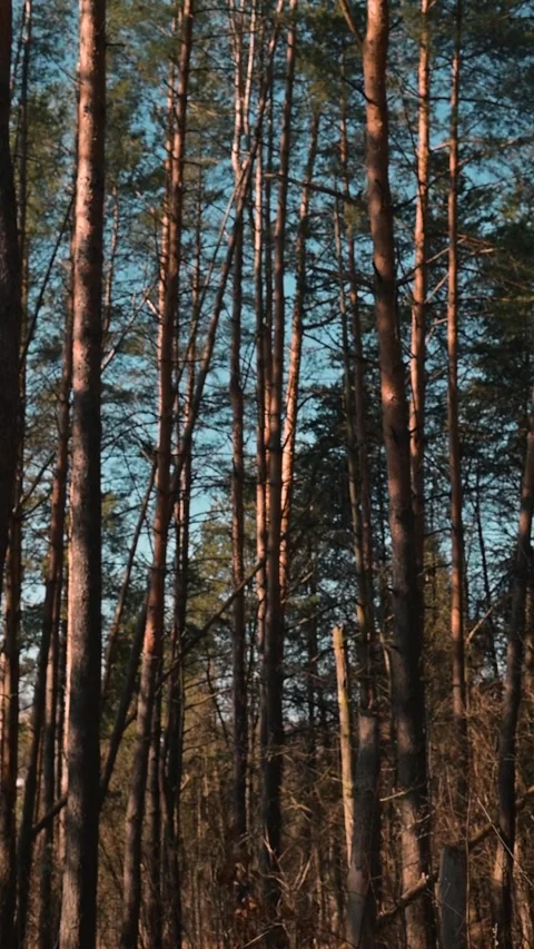 Tall trees rise into a clear blue sky, illuminated by sunlight. This natural Stockbeeldmateriaal 337643061