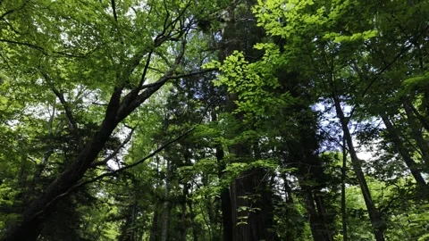 Tall Trees by the Road in the Forest Stock Footage 321052019