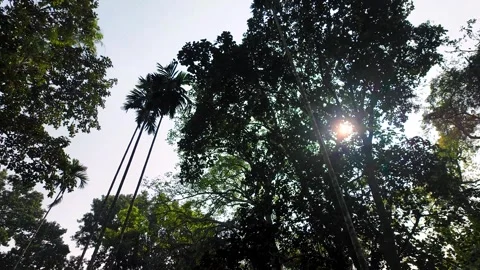 Tall trees at Satchori Stock Footage 288162649