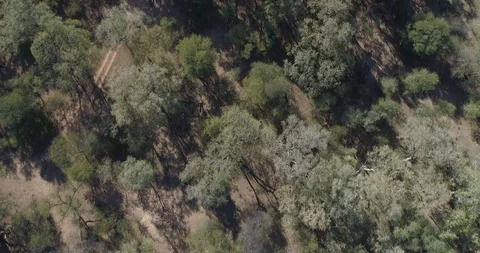 Tall trees seen from directly above in dry Africa drone shot in Botswana Stock Footage 95919457