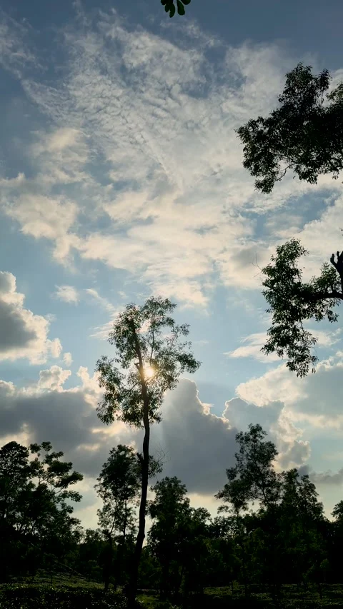 Tall trees silhouetted against a dramatic sky with scattered clouds and sun.. Stock Footage 338414726