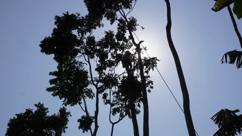 Tall Trees Silhouetted Stock Footage 333958330