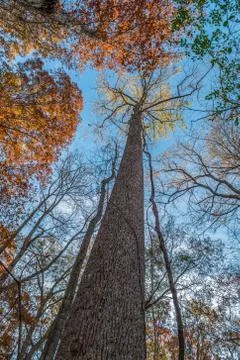 Tall trees in the sky Stock Photos
