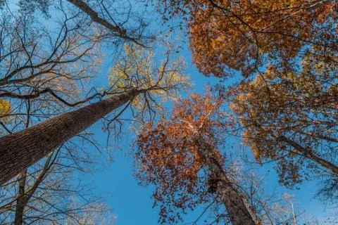 Tall trees in the sky Stock Photos