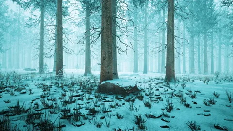 Tall trees in snow caps and in fog Stock Footage 229460486