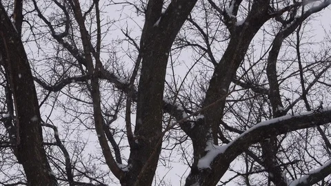 Tall trees in the snow Stock Footage 108570925