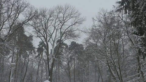 Tall Trees Snowing Stock Footage 71224982