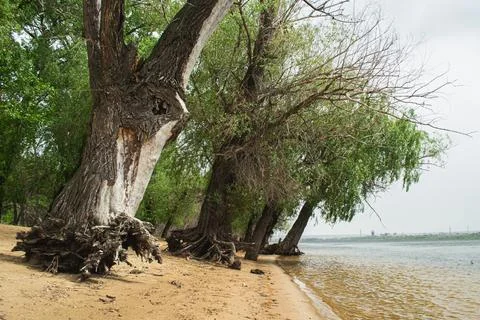 Tall trees with spreading roots on a sandy beach by calm coastal waters und.. Fotos Stock