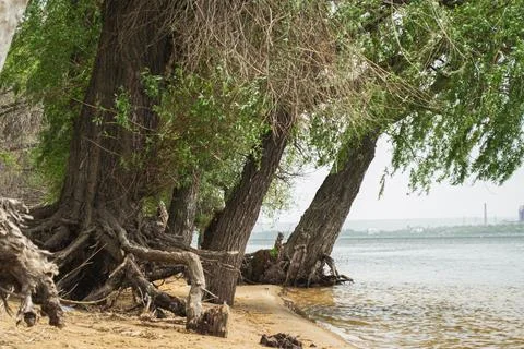 Tall trees with spreading roots on a sandy beach by calm coastal waters und.. Stock Photos