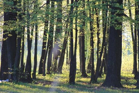 Tall trees in spring forest Fotos de archivo