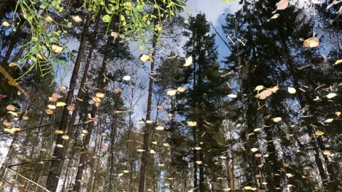 Tall trees of spruce and pine reflected in a small forest lake Stock Footage 254904932