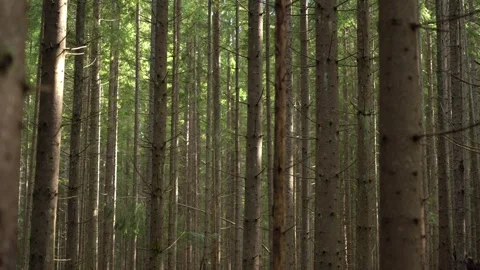Tall trees stand in a dense forest, sunlight peeks Stock Footage 319022633