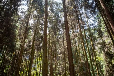 Tall trees stand dense, sunlight filters through green canopies Stock Photos