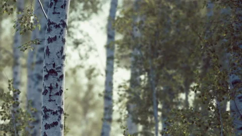 Tall trees stand in a forest with light shining through the leaves in autumn Stock Footage 340629735