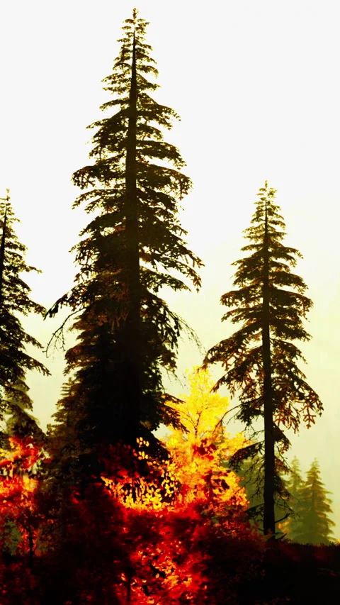 Tall trees stand in a forest with orange and yellow leaves during sunset Stock Footage 342335678