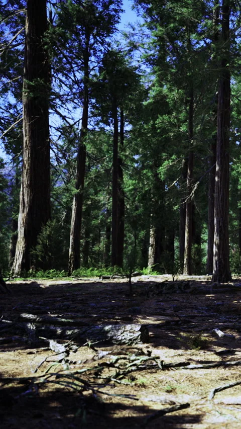 Tall trees stand in forest with sunlight shining through foliage Stock Footage 332218216