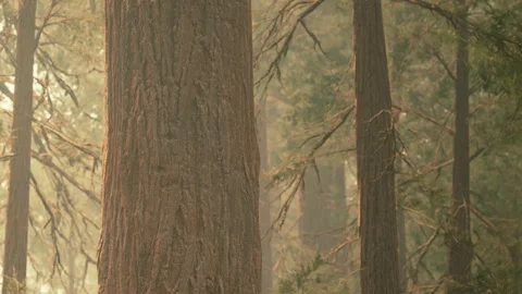 Tall trees stand in a forest with sunlight shining through branches Stock Footage 340608110