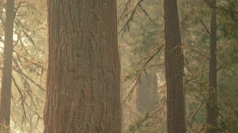 Tall trees stand in a forest with sunlight shining through branches Stock Footage 340608228