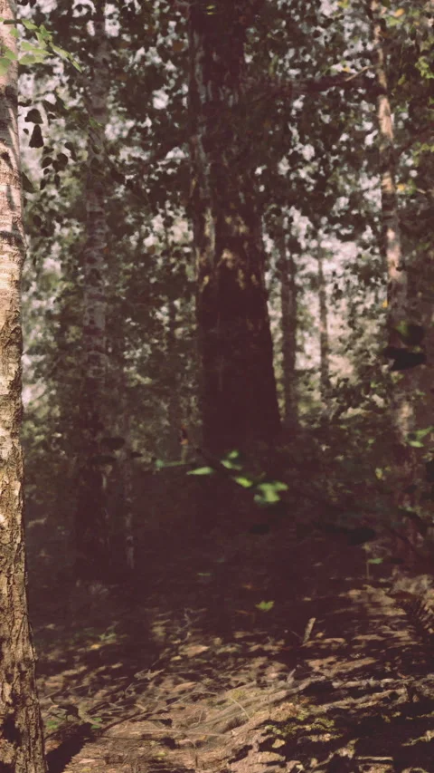 Tall trees stand in the forest with sunlight shining through the leaves Stock Footage 341255813