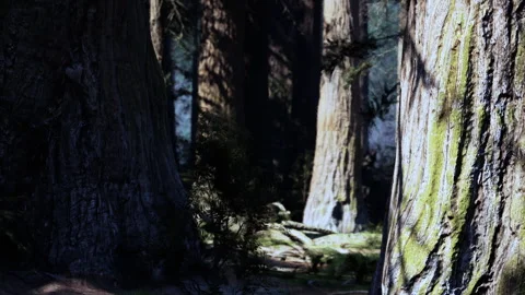 Tall trees stand in a forest with sunlight filtering through branches Stock Footage 345044815
