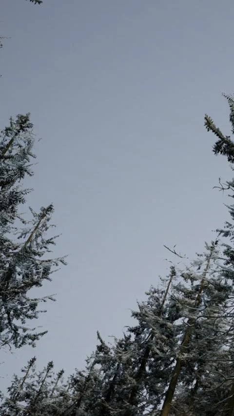 Tall trees stand under a gray sky in a winter forest setting Stock Footage 338001830