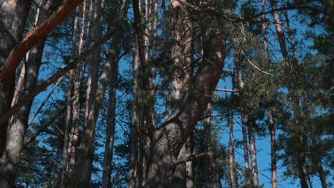 Tall trees stretch toward a bright blue sky, with sunlight filtering through the Stockbeeldmateriaal 337642948