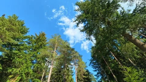 Tall trees stretch toward a clear blue sky. Balkan Mountains Stock Footage 335535932