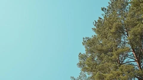 Tall trees stretch towards a bright blue sky on a sunny day. Copy space Vidéo 339090478