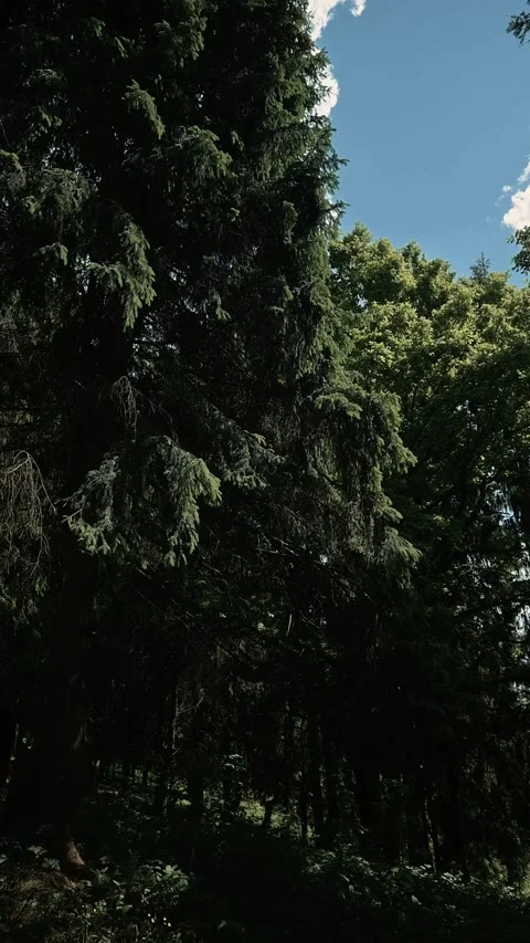 Tall trees stretch towards a clear blue sky in a lush forest. Sunlight filters Vídeos de archivo 344440104