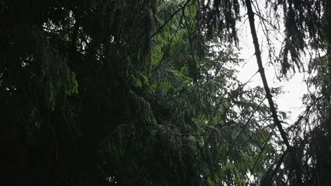 Tall trees stretch towards the sky in a dense forest setting on a cloudy day. Stock Footage 339024206