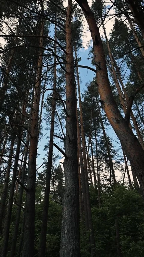 Tall trees stretch upward in a forest under a clear sky. The play of light among 動画素材 344440309
