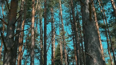 Tall trees stretch upwards against a blue sky, creating a vertical pattern in a Stock Footage 339090420