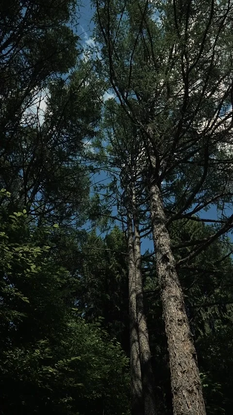 Tall trees stretch upwards towards the sky, surrounded by vibrant green leaves. 스톡 동영상 344440152