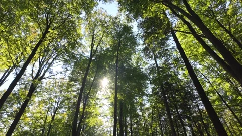 Tall Trees Stretching Towards the Sky with Sunlight Filtering Through foliage Video stock 288086631