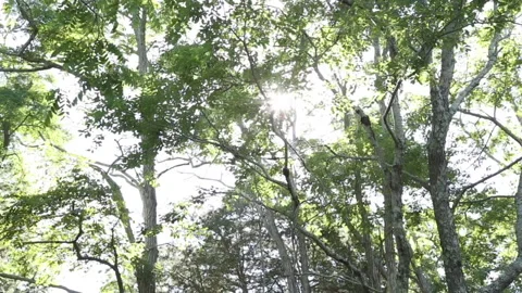 Tall trees in the summer sun Stock Footage 141763170